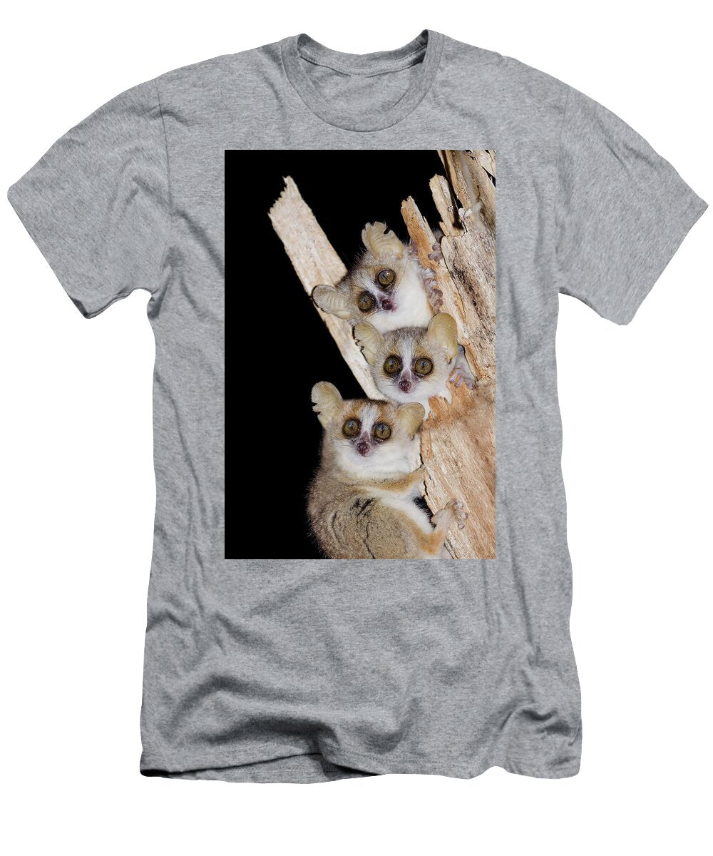 2 Reddish Gray Mouse Lemur Microcebus Griseorufus Hajarimanitra Rambeloarivony T-Shirt