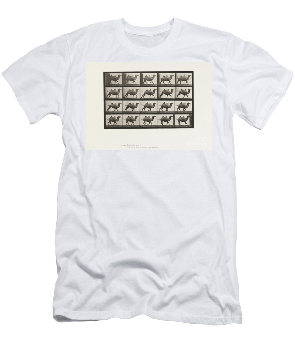 Plate 739 Bactrian Camel Galloping 1885 Collotype on Paper Eadweard Muybridge T-Shirt