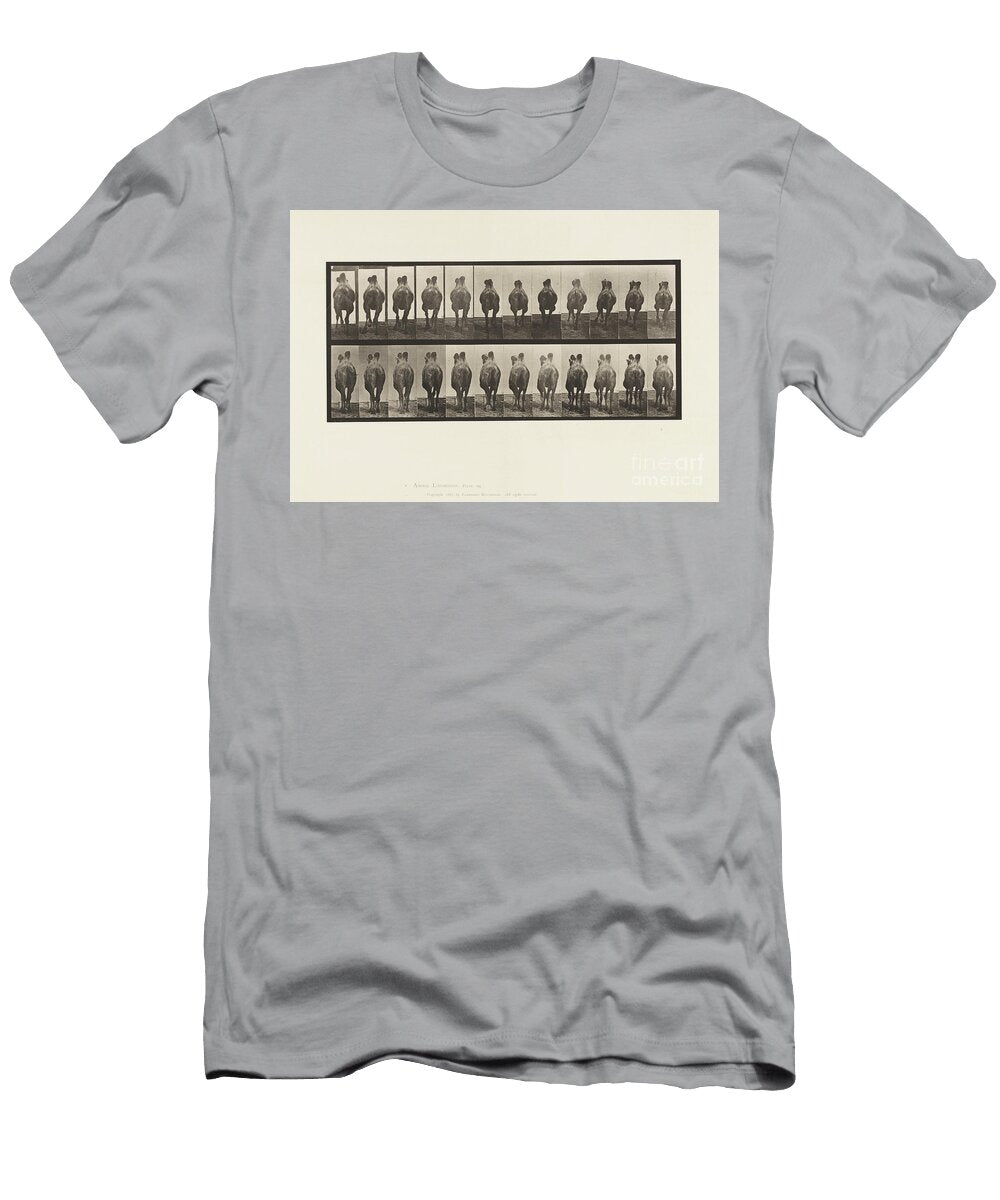 Plate 741 Bactrian Camel a Walking B Racking 1885 Collotype on Paper Eadweard Muybridge T-Shirt